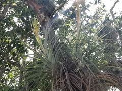 Tillandsia inopinata