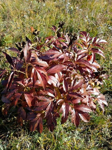 Chinese peony (Paeonia lactiflora)