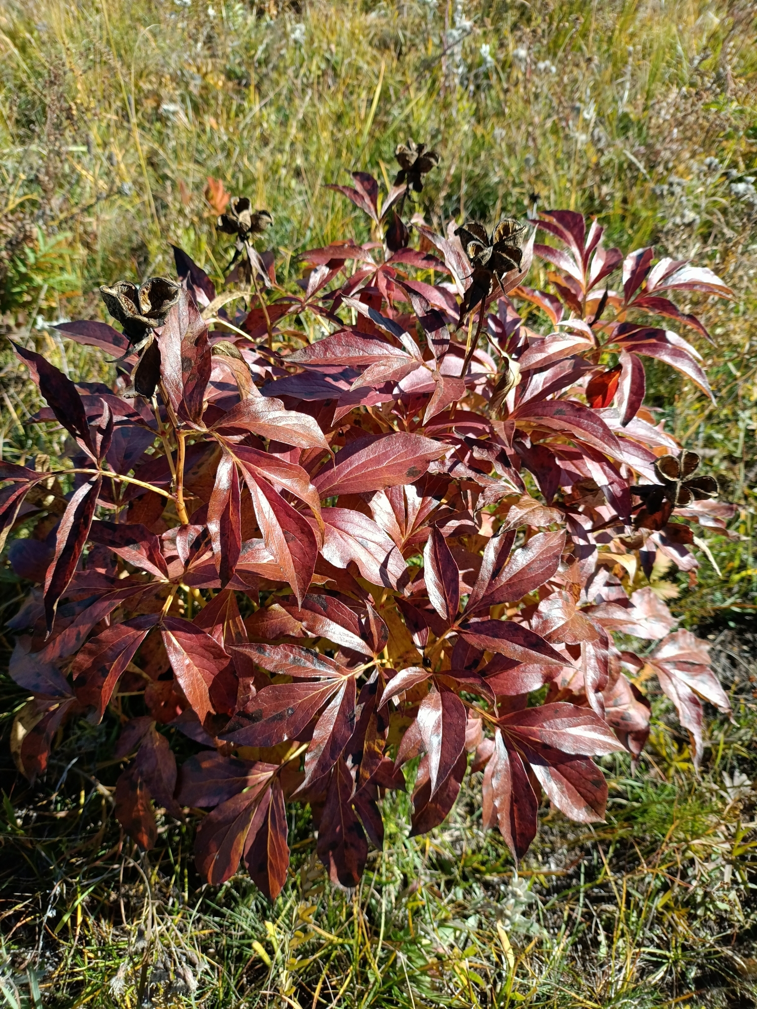 Chinese Peony (Paeonia lactiflora)