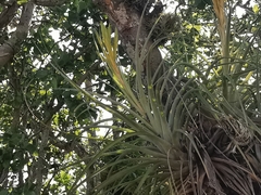 Tillandsia inopinata