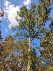 Pinus elliottii elliottii
