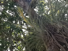 Tillandsia inopinata