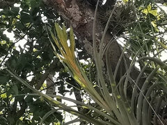 Tillandsia inopinata