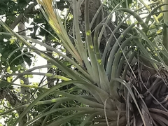 Tillandsia inopinata