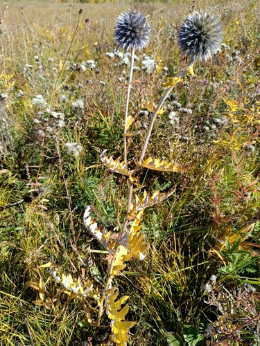 glandular globe-thistle (Echinops davuricus)
