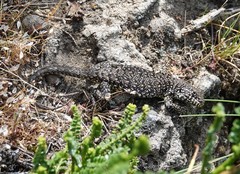 Liolaemus sarmientoi