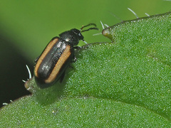 Phyllotreta vittula