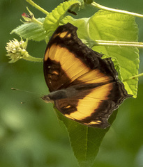 Yoma sabina