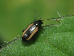 Phyllotreta vittula