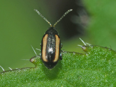 Phyllotreta vittula