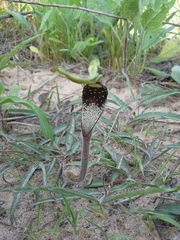 Aristolochia erecta