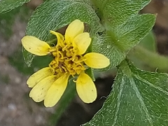 Calyptocarpus brasiliensis