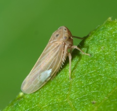 Agallia quadripunctata