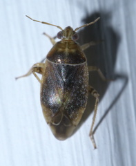 Agnocoris