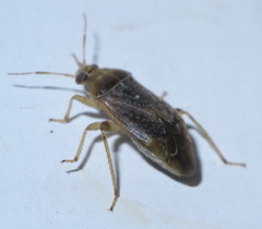 Agnocoris