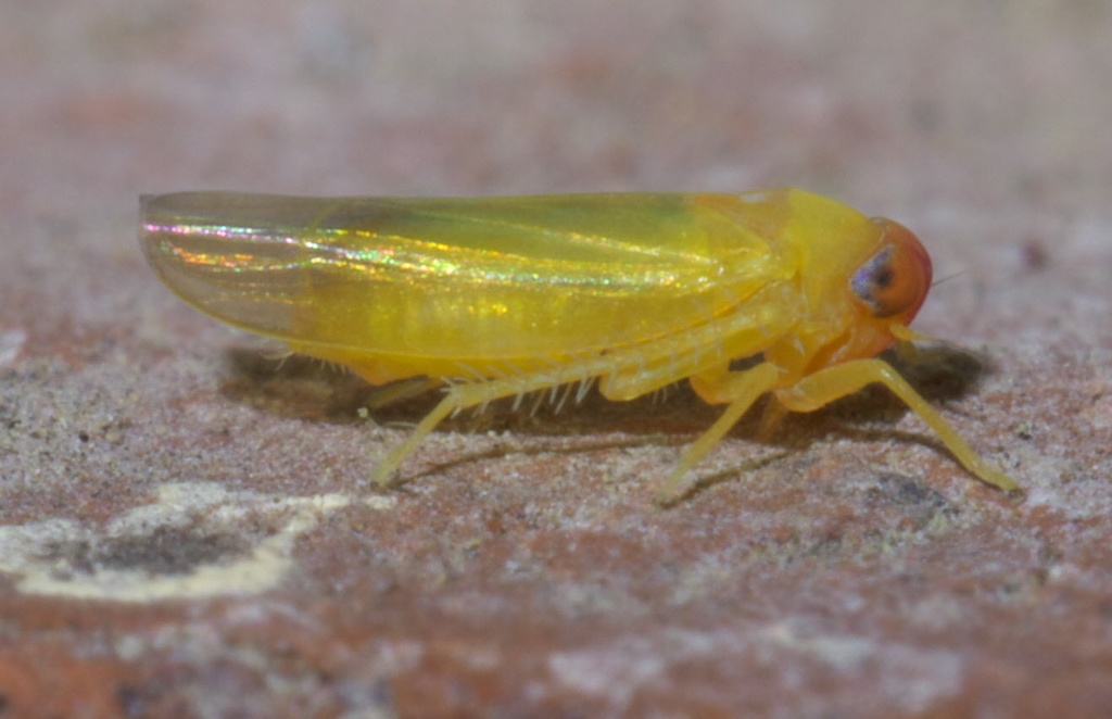 Alebra rubrafrons