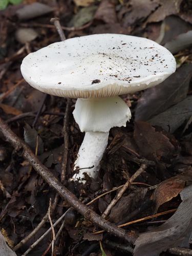 Amanita