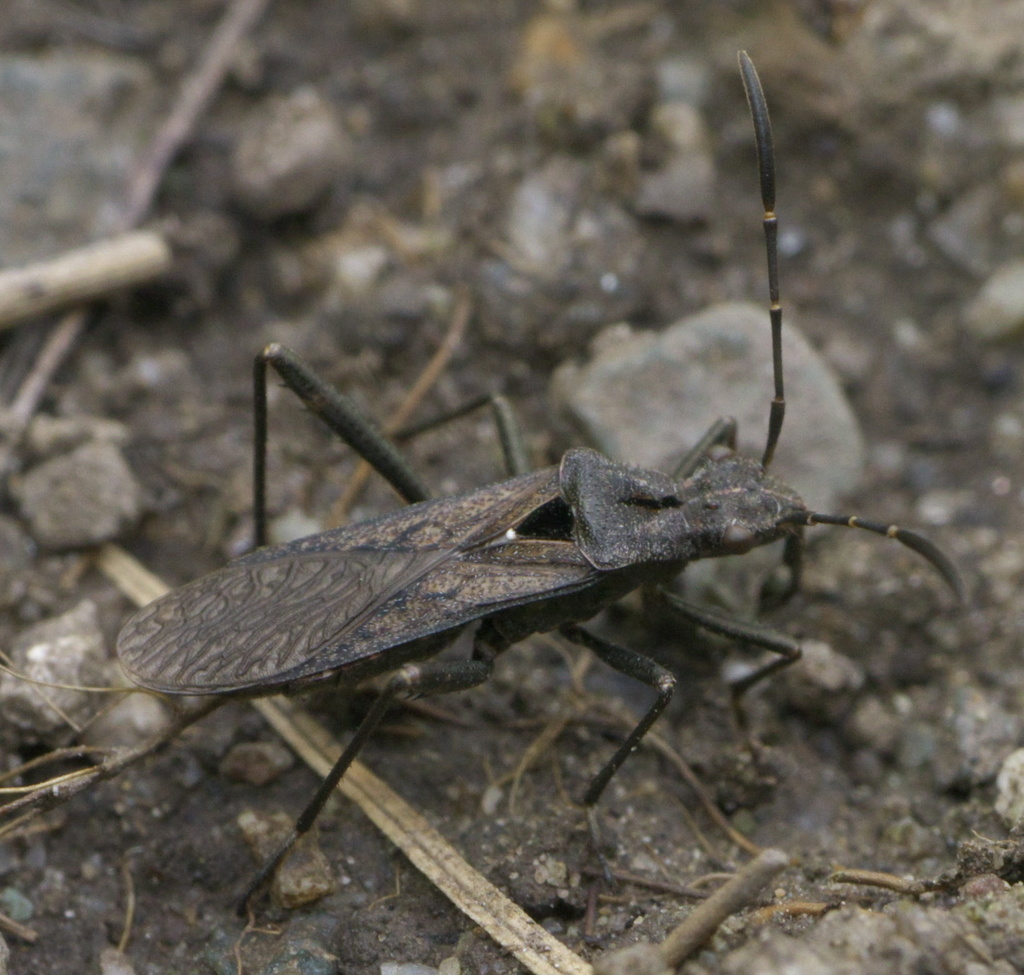 Alydus scutellatus