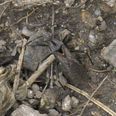 Alydus scutellatus