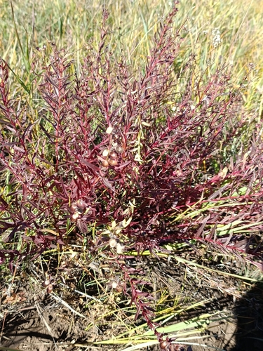Baikal Skullcap (Scutellaria baicalensis)