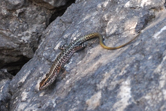Anatololacerta