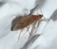 Amphiareus obscuriceps