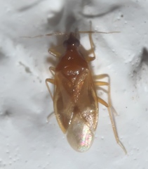 Amphiareus obscuriceps
