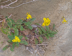 Senecio banksii