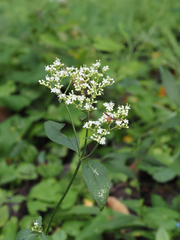 Patrinia villosa, photograph ITÔ, Hiroki, CC BY, iNaturalist via GBIF