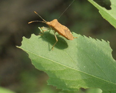 Anasa repetita