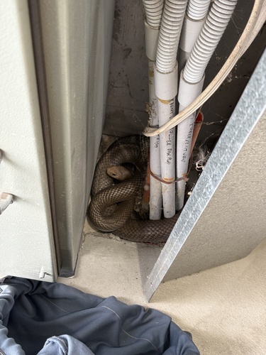 Eastern Brown Snake sighting