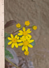 Senecio banksii