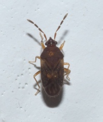Antillocoris