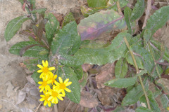 Senecio banksii