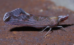 Apache degeeri