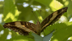 Yoma sabina