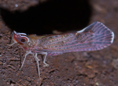 Apache degeeri