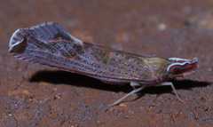 Apache degeeri