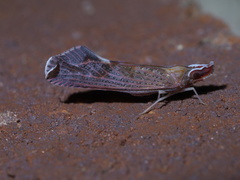 Apache degeeri