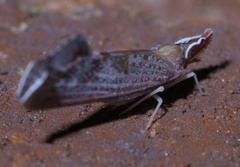 Apache degeeri