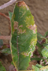 Stigmella ogygia