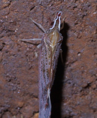 Apache degeeri