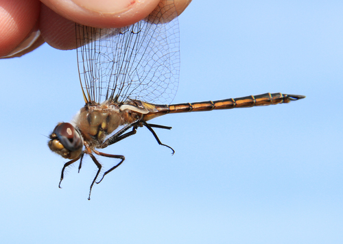 Epitheca stella (Williamson, 1911)