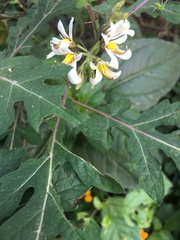 Solanum grayi