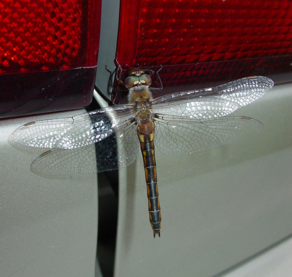 Florida Baskettail