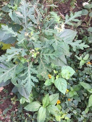 Solanum grayi