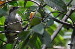 Cinclocerthia gutturalis