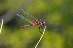 Sympetrum fonscolombii