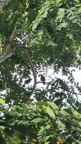Streak-eared Bulbul