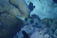 Parupeneus crassilabris